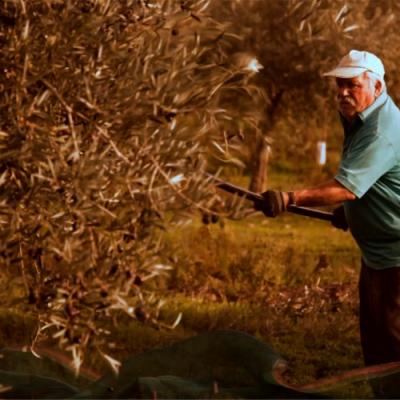 Apanha manual tradicional